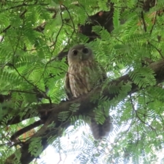 Ninox connivens (Barking Owl) at The Gardens, NT - 13 Jul 2024 by BenW