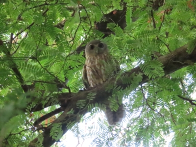 Ninox connivens (Barking Owl) at The Gardens, NT - 13 Jul 2024 by BenW