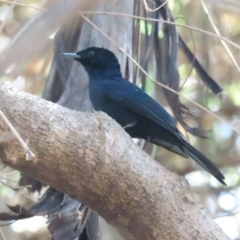 Myiagra alecto at Lake Bennett, NT - 10 Jul 2024 12:10 PM