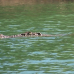 Crocodylus porosus at Buffalo Creek, NT - 13 Jul 2024 by BenW