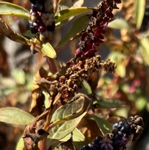 Phytolacca octandra at Kenny, ACT - 14 Jul 2024