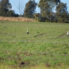Ardea pacifica (White-necked Heron) at Pyree, NSW - 16 Jul 2024 by plants