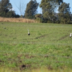 Ardea pacifica (White-necked Heron) at Pyree, NSW - 15 Jul 2024 by plants