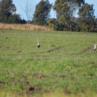 Ardea pacifica (White-necked Heron) at Pyree, NSW - 16 Jul 2024 by plants