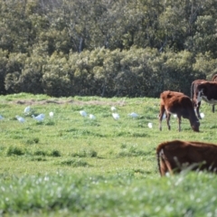 Bubulcus coromandus (Eastern Cattle Egret) at Numbaa, NSW - 15 Jul 2024 by plants