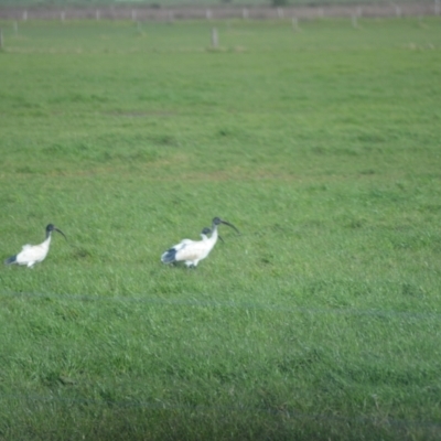 Threskiornis molucca (Australian White Ibis) at Numbaa, NSW - 15 Jul 2024 by plants