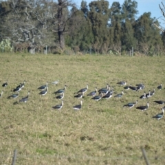 Threskiornis spinicollis (Straw-necked Ibis) at Bolong, NSW - 15 Jul 2024 by plants