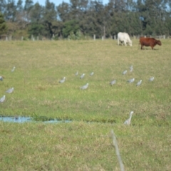 Egretta novaehollandiae (White-faced Heron) at Bolong, NSW - 16 Jul 2024 by plants