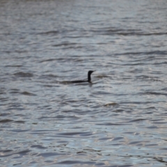 Phalacrocorax sulcirostris (Little Black Cormorant) at Woollamia, NSW - 16 Jul 2024 by plants
