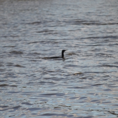 Phalacrocorax sulcirostris (Little Black Cormorant) at Woollamia, NSW - 16 Jul 2024 by plants