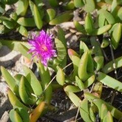 Carpobrotus glaucescens (Pigface) at Huskisson, NSW - 16 Jul 2024 by plants