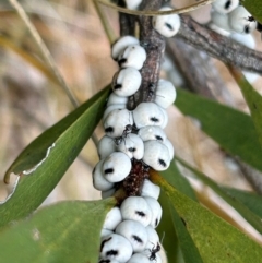 Cryptes baccatus (Wattle Tick Scale) at Uriarra Village, ACT - 10 Jul 2024 by dwise