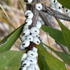 Cryptes baccatus at Uriarra Village, ACT - 10 Jul 2024