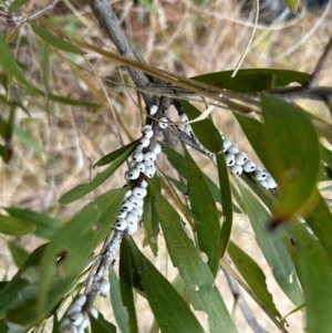 Cryptes baccatus at Uriarra Village, ACT - 10 Jul 2024