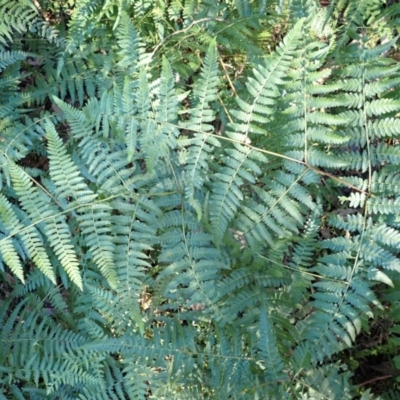 Hypolepis muelleri (Harsh Ground Fern, Swamp Bracken) at Jerrawangala, NSW - 14 Jul 2024 by plants