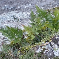 Davallia solida var. pyxidata (Hare's Foot Fern) at Tianjara, NSW - 14 Jul 2024 by plants