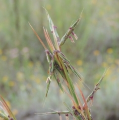 Cymbopogon refractus (Barbed-wire Grass) at Conder, ACT - 7 Jan 2024 by MichaelBedingfield