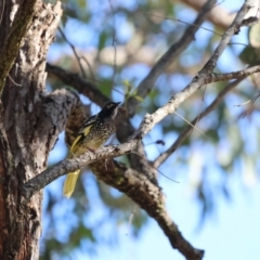 Anthochaera phrygia (Regent Honeyeater) by Liam.m