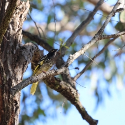 Anthochaera phrygia (Regent Honeyeater) at Kitchener, NSW - 14 Jul 2024 by Liam.m