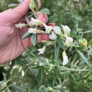 Chamaecytisus palmensis at Kenny, ACT - 16 Jul 2024 10:18 AM