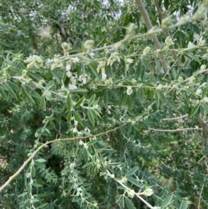 Chamaecytisus palmensis at Kenny, ACT - 16 Jul 2024 10:18 AM