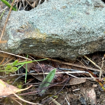 Caladenia actensis (Canberra Spider Orchid) by RangerRiley