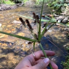 Cyperus lucidus (Leafy Flat Sedge) at Uriarra Village, ACT - 21 Jan 2024 by RangerRiley