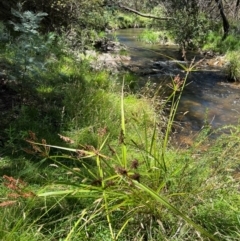 Cyperus lucidus at Uriarra Village, ACT - 21 Jan 2024 11:52 AM