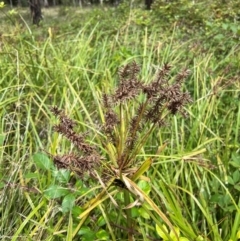 Cyperus lucidus (Leafy Flat Sedge) at Uriarra Village, ACT - 12 Feb 2024 by RangerRiley