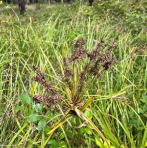 Cyperus lucidus at Uriarra Village, ACT - 12 Feb 2024 12:09 PM