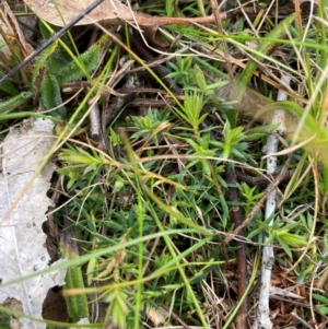 Styphelia humifusum at Watson, ACT - 11 Jul 2024 11:11 AM