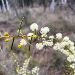 Acacia genistifolia (Early Wattle) at Campbell, ACT - 16 Jul 2024 by Clarel