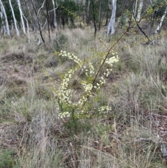 Acacia genistifolia at Campbell, ACT - 16 Jul 2024