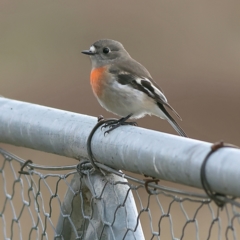 Petroica boodang (Scarlet Robin) at Whitlam, ACT - 16 Jul 2024 by MichaelWenke