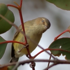 Smicrornis brevirostris (Weebill) at Whitlam, ACT - 16 Jul 2024 by MichaelWenke