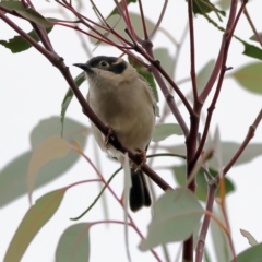 Melithreptus brevirostris (Brown-headed Honeyeater) at Whitlam, ACT - 16 Jul 2024 by MichaelWenke