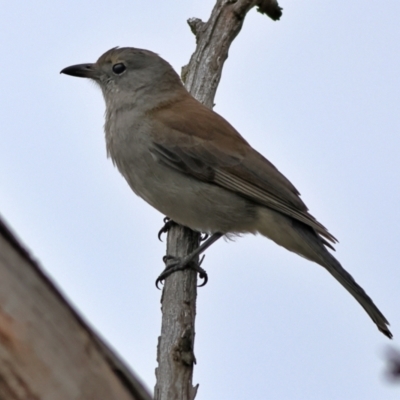 Colluricincla harmonica (Grey Shrikethrush) at Whitlam, ACT - 16 Jul 2024 by MichaelWenke