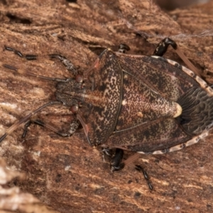 Oncocoris geniculatus at Melba, ACT - 16 Jul 2024