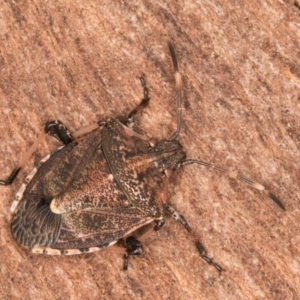 Oncocoris geniculatus at Melba, ACT - 16 Jul 2024 12:10 PM