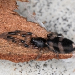 Lampona cylindrata (White-tailed Spider) at Melba, ACT - 16 Jul 2024 by kasiaaus