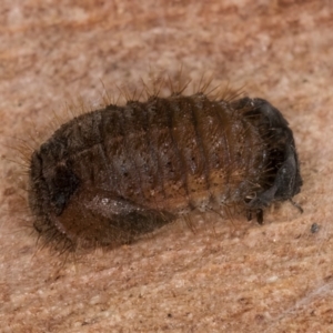 Coccinellidae (family) at Melba, ACT - 16 Jul 2024 12:34 PM