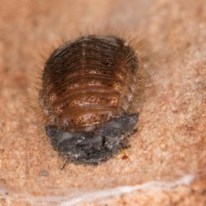 Coccinellidae (family) at Melba, ACT - 16 Jul 2024 12:34 PM