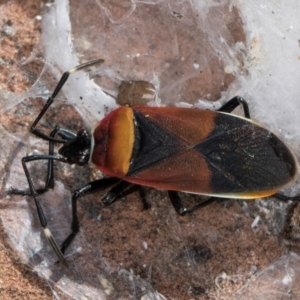 Dindymus versicolor at Melba, ACT - 16 Jul 2024 12:40 PM