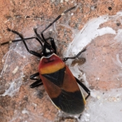 Dindymus versicolor at Melba, ACT - 16 Jul 2024 12:40 PM