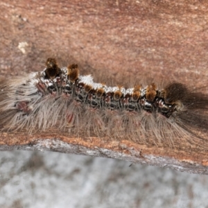 Euproctis baliolalis at Melba, ACT - 16 Jul 2024 12:47 PM