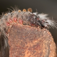 Euproctis baliolalis at Melba, ACT - 16 Jul 2024 12:47 PM