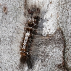 Euproctis baliolalis at Melba, ACT - 16 Jul 2024 12:47 PM