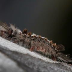 Euproctis baliolalis at Melba, ACT - 16 Jul 2024 12:47 PM