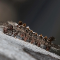 Euproctis baliolalis at Melba, ACT - 16 Jul 2024