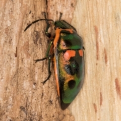 Scutiphora pedicellata (Metallic Jewel Bug) at Melba, ACT - 16 Jul 2024 by kasiaaus